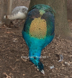 Black_Shoulder_Breeder_Peacock_Peahen_23