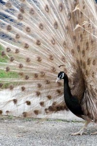 Buford_Bronze_peacock
