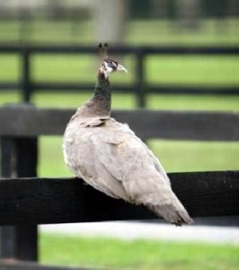 Buford_Bronze_peahen