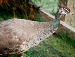 Buford_Bronze_peahen2