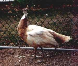 Cameo_pied_peahen