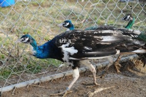black_shoulder_pied_peacock_Ed